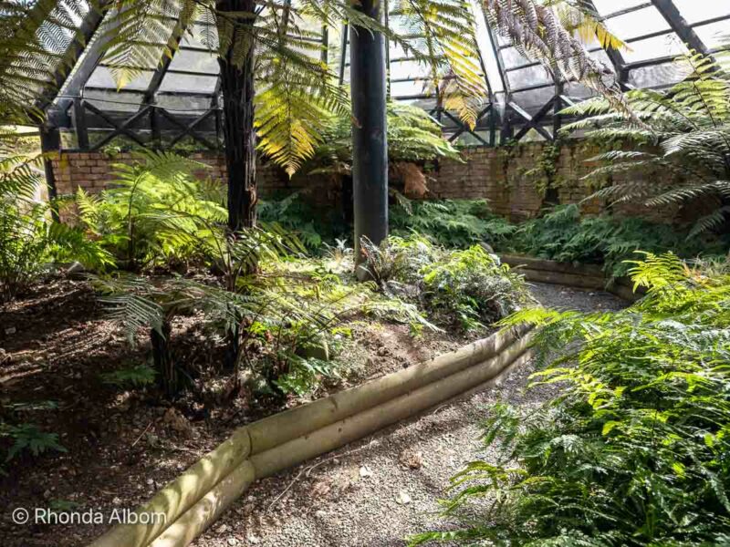 Bason Botanic Gardens Fernery