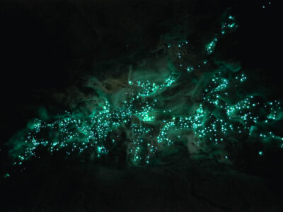 Waipu Caves are one of many free places to find glow worms in New Zealand.