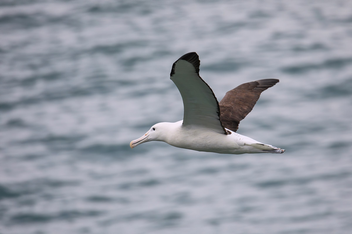 10 Great Dunedin Cruise Port Options: Wildlife to a Castle