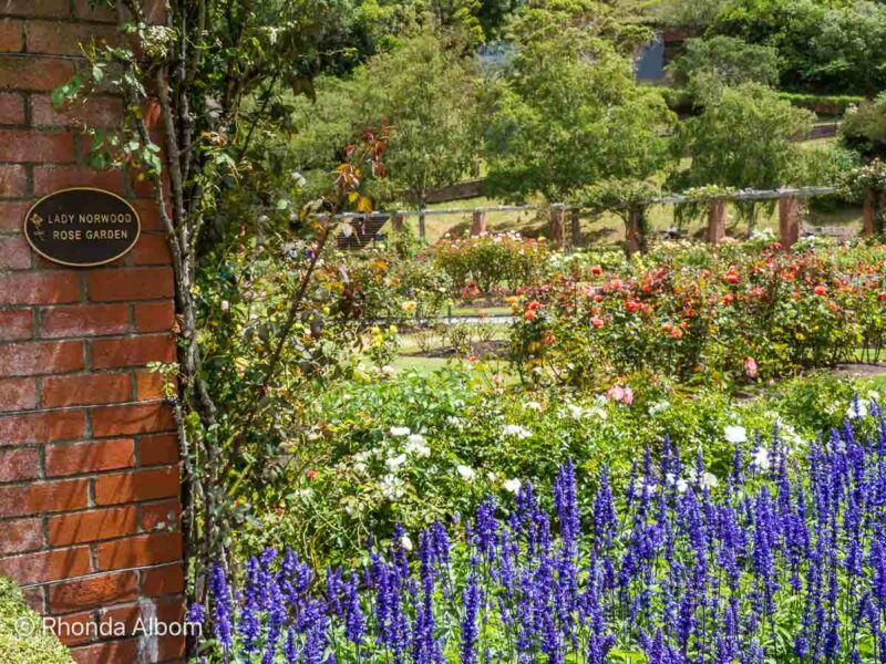 Even with one day in Wellington we found time to see the Lady Norwood Rose Garden in the Botanic Garden