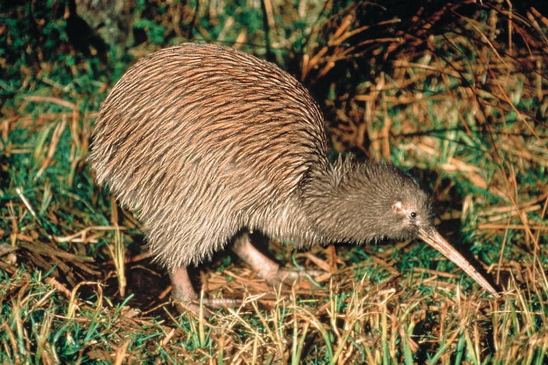 Kiwi bird